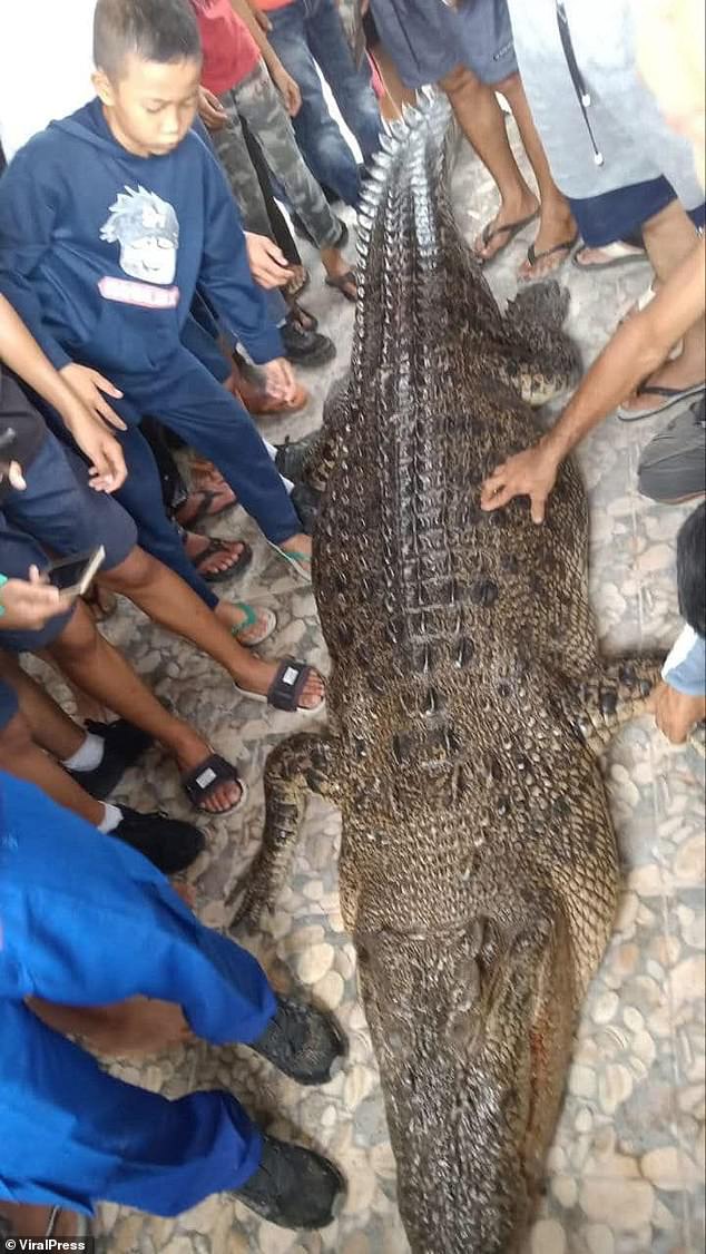 The crocodile was later caught and shot dead by worried locals