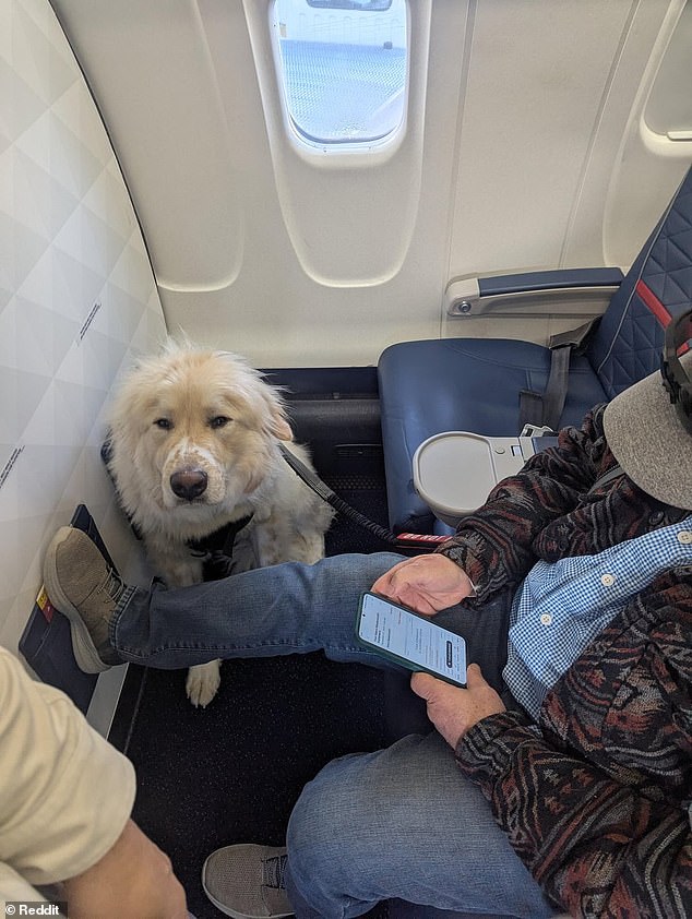 A loyal Delta Airlines passenger has been left fuming after he was allegedly forced give up his first class seat for a dog