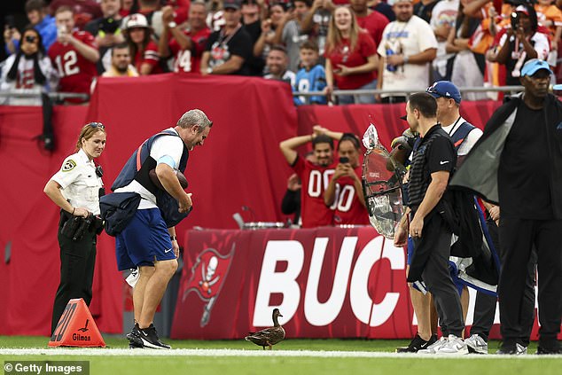 The Buccaneers' win over the Panthers was briefly paused as the duck was ushered off