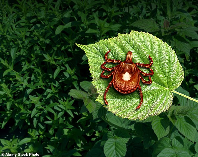 Alpha-gal syndrome is a condition triggered by a tick bite causing an allergy to red meat