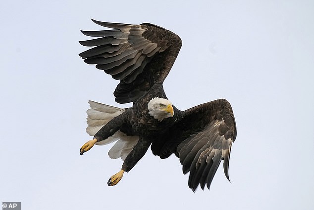 However, the announcement was met with confusion as many Americans have believed that the bald eagle has always been the national bird