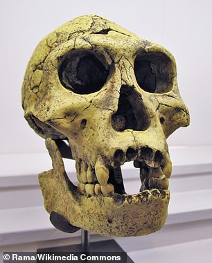 Homo erectus (skull pictured) is thought to have been a key early human ancestor in our own evolution