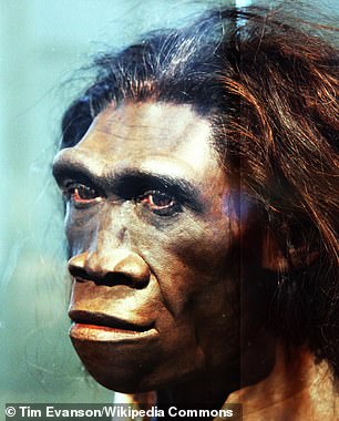 The Chinese 'Dali' skull was originally thought to be from Homo erectus (artist's impression), but the 2017 analysis shows it is remarkably similar to Homo sapiens