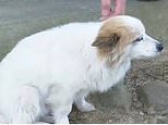 Heartbreaking moment loyal pet dog waits on a doorstep for its elderly owners who were killed alongside seven members of their family in South Korean jet tragedy