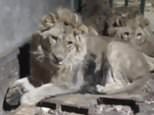 Tragic zookeeper films himself being eaten alive by lions after he went into their cage 'to impress his girlfriend'