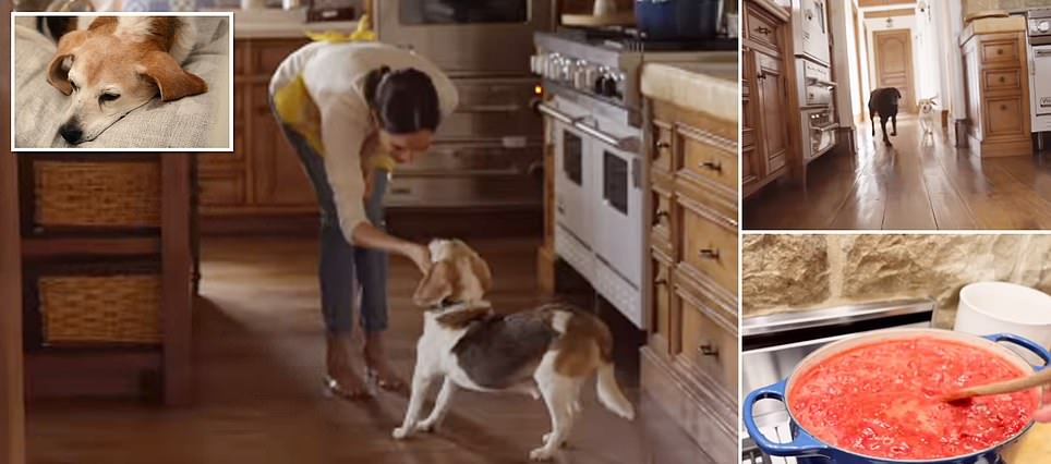 Inside Meghan Markle's REAL kitchen as duchess's emotional tribute to dog Guy reveals