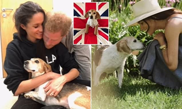 LIZ JONES: I'm so sorry Meghan. You made me angry, but now I see you do have a heart...