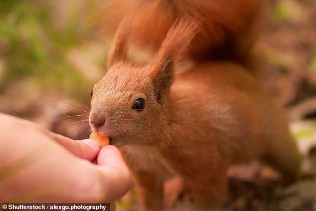 Despite the joy of seeing a rare red squirrel up close, you must resist the temptation to give them a snack, experts have warned