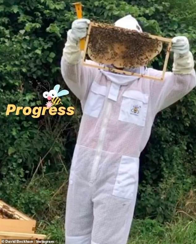 Last summer David was accused of placing beehives on the boundary of his £12million country mansion - in a 'buzz off' message to nosy snoopers