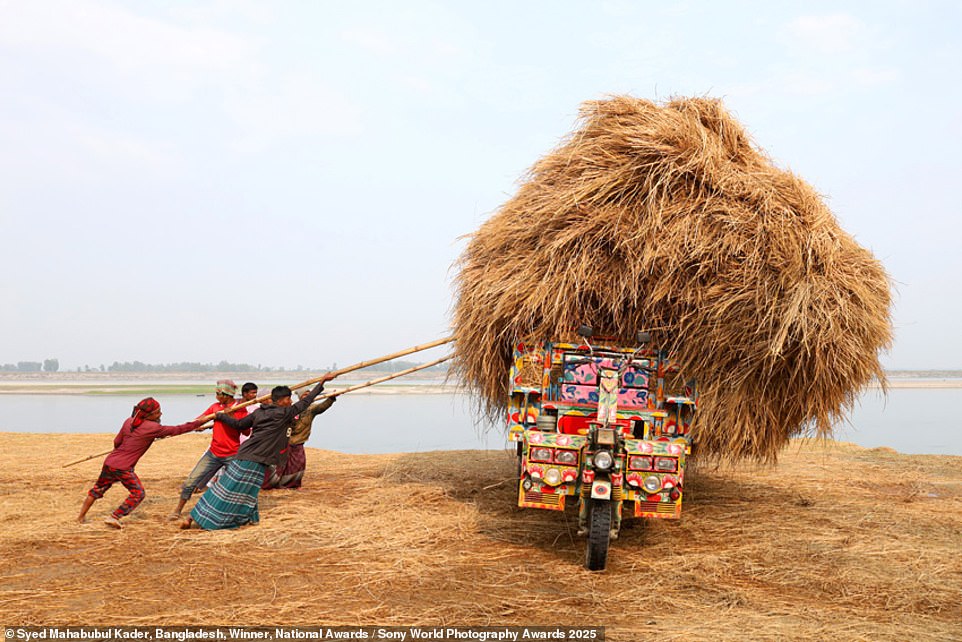 Syed Mahabubul Kader wins the Bangladesh national award with this spectacular image of workers unloading paddy straw from a truck. Kader explains: 'The rice straw is a by-product of farming that is used for a variety of purposes, including as cattle food and fuel'