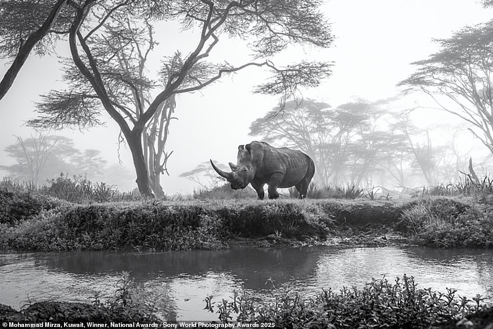 This captivating photo of a black rhino on a 'misty morning' wins the Kuwait national award for photographer Mohammed Mirza. The mist 'adds a dreamlike quality to the scene'