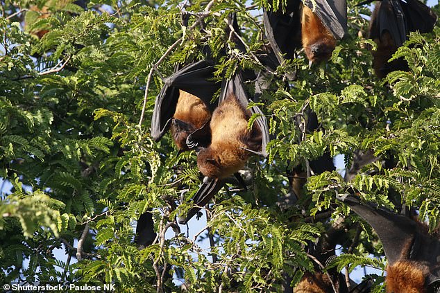 Australian fruit bats are the usual hosts of Camp Hill virus, but its discovery in a North American mammal could alter previous beliefs about how the virus spreads