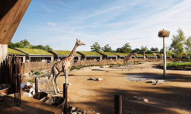 Guests who check in to a 'Giraffe' lodge (pictured) get their own private giraffe feeding station and roll-top baths on the decking