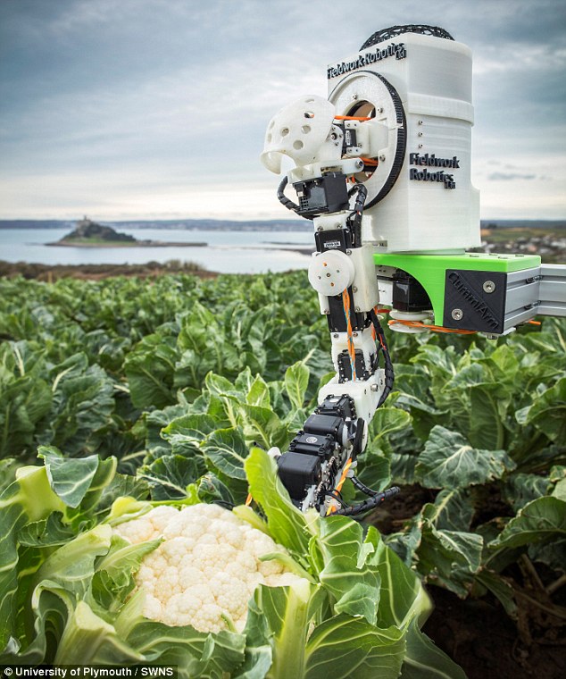 A cauliflower picking robot has been developed which can tell when the vegetable is ready for harvest and pull it out of the ground without damaging it. Vegetable harvesting can be difficult and is often inefficient, time-consuming and expensive