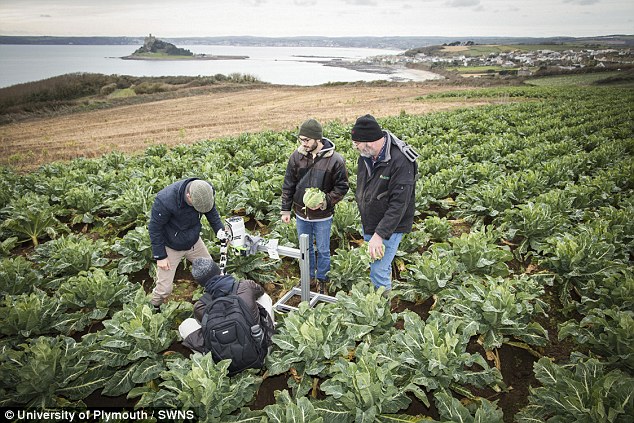 Harvest time on farms is often dominated by migrant workers, and the impeding Brexit has raised concerns about a shortage of workers to pick the crops. Researchers claim that following Brexit, robots will replace the migrant workers that currently pick crop