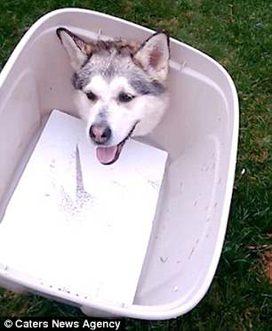 When hapless husky Cheyenne returned home to Bay Roberts, Newfoundland, Canada, she had acquired a new piece of head wear