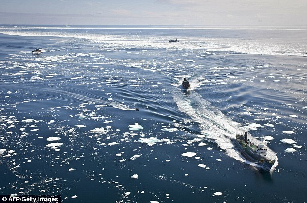 Freezing: In the first clash between the two fleets, Sea Shepherd vessels chased the whalers through ice-filled waters