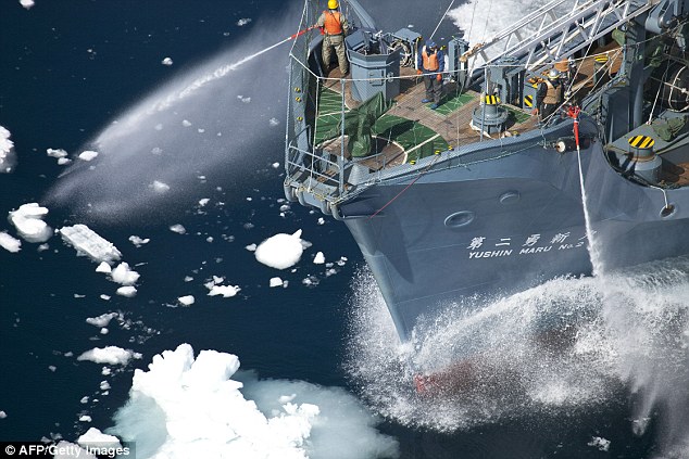 Condemnation: Every year, Japanese whalers attempt to capture and kill more than 1,000 whales on the basis of 'research'