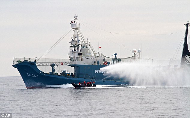 Opposition: Activists have fired stink bombs at Japanese ships and thrown ropes at the propellers and rudder to stop the whaling taking place