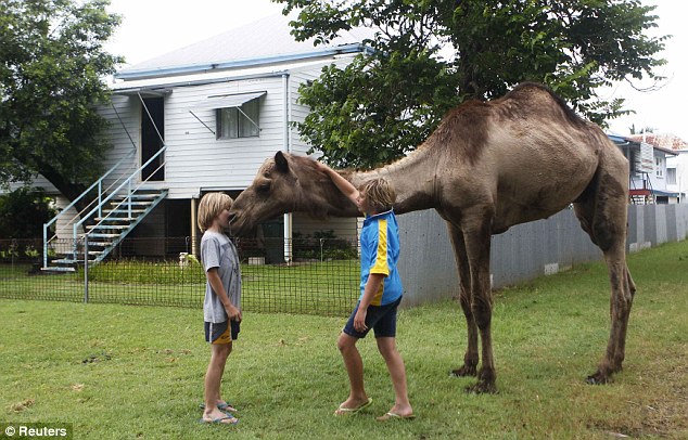 That's one Australian who has the hump: Children play with a pet camel in Depot Hill, Rockhampton