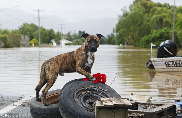 Life's ruff at the moment: A dog stands on top of tyres as floodwaters lap past