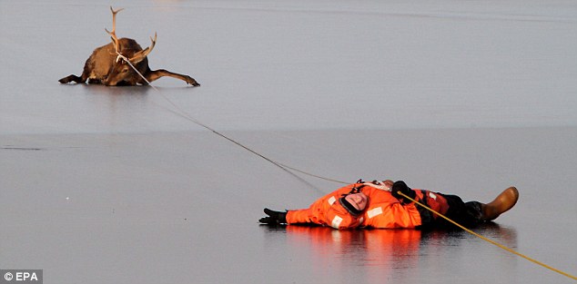 Skating on thin ice: The man catches his breath on the slippery surface after the panicking animal dragged him off his feet