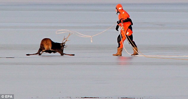 That's how the cowboys do it: Using the rope as a lasso, he snags the stag's antlers before pulling it from the lake