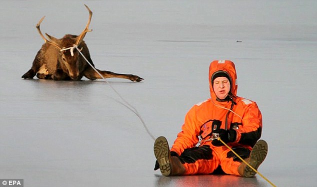 Staggering: A firefighter winces in pain after losing his footing as he tries to haul one of the stuck deer out of the frozen Tenderingsees lake in Germany