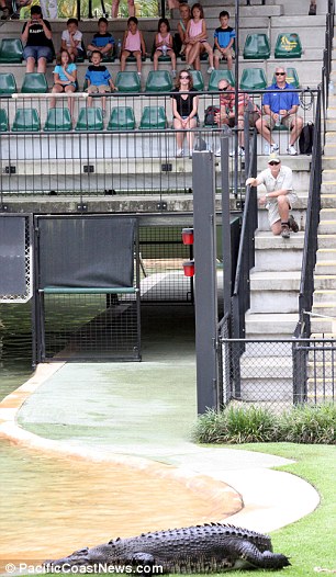 Crikey! The family watched a crocodile slither around the enclosure