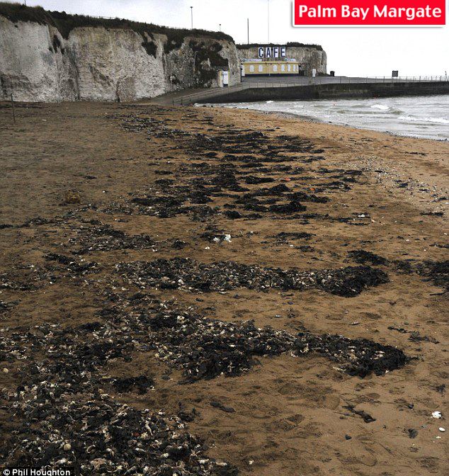 Thousands of them: Crabs washed up at Palm Bay, Margate, are thought to have died of hypothermia