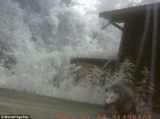 Close encounters: The 3 ounce cameras attached to breakaway collars showed the cats' adventures that for this cat included meeting a opossum