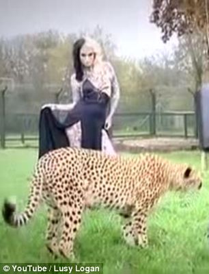 Miss Logan poses provocatively as a cheetah wanders past oblivious