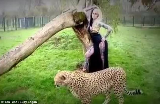 Raunchy photoshoot: Lusy Logan poses with a cheetah at the Wildlife Heritage Foundation in Smarden, Kent