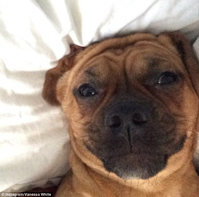 It's a dog's life: Vanessa made light of Mollie's selfie with this tongue-in-cheek retort