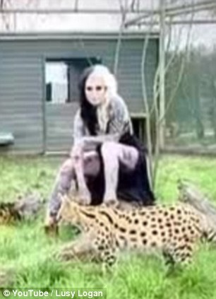 Miss Logan strikes a pose as a cheetah bounds past in the enclosure