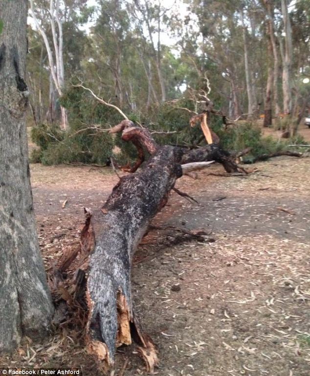 The pair had been camping underneath this 50ft eucalyptus tree for nine days, but moved to a shadier spot because of 40C (104F) heat