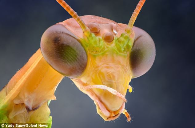 Toy-like: The mantis is a regal figure in the insect world - but this unusual image makes the willowy bug looks translucent, as if it is a toy made out of rubber