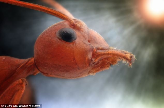 Character: This red ant looks like a character from a sci-fi film and the glaring sun highlights its features