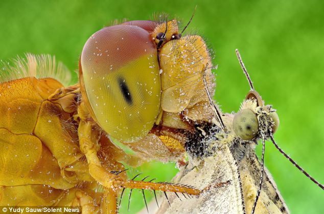 Faces: In this bizarre image of a bug eating another, their eyes and stances seem to betray emotion