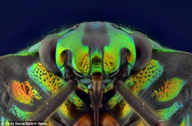 Different take: Photographer Yudy Sauw, of Tangerang in Indonesia, captured shots of numerous bugs including a jewel frog beetle, an ant, a bee and a mantis