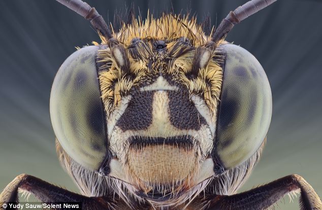 Mesmerising: But close-up the bee looks just as alien-like as the others - with leopard spots on its eyes