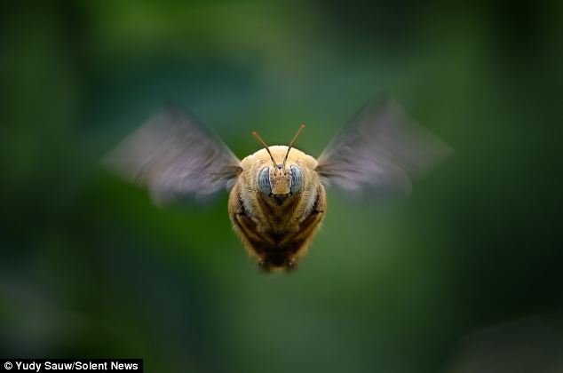 While bees normally zoom past, Mr Sauw was able to capture one looking still and plump, almost like a manatee