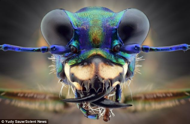 Other-worldly: This is a tiger beetle - a species normally known for its fast pace and venemous attack