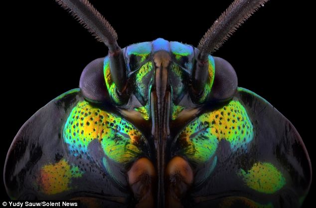 Neon: The obedient insects, which stayed still for ten minutes at a time, are covered in neon patterns that are too small and nuanced for the human eye to detect