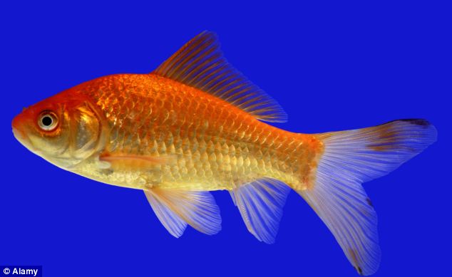 Goldfish are as much a part of Easter as Creme Eggs and chocolate bunnies according to Richard Littlejohn