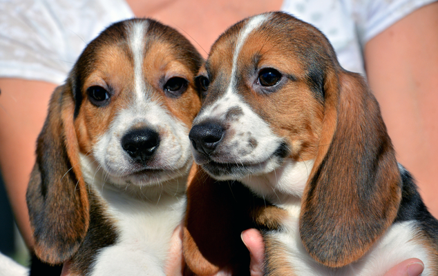 This Sept. 29, 2015, photo provided by Cornell University College of Veterinary Medicine shows seven week-old puppies born by in vitro fertilization at the B...