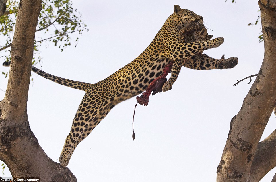 Graphic images show the male leopard carrying the mutilated body of the cub in its mouth before dragging it up into a tree in a game reserve in the north east of South Africa