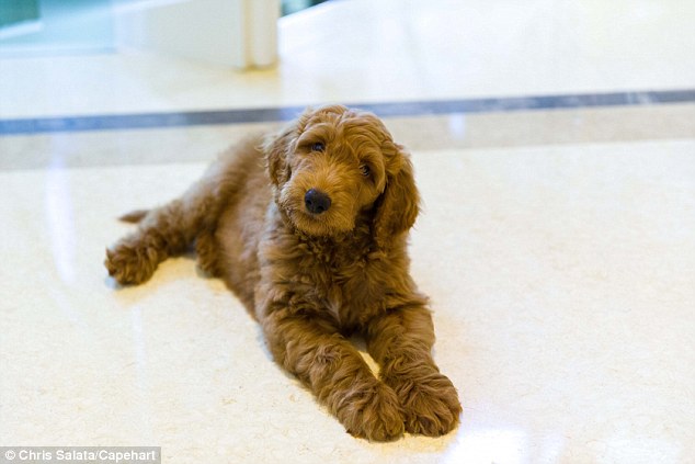 Stepping into Bo and Sunny's shoes: Patton the Goldendoodle (pictured) half Golden Retriever, half Poodle and good for kids with allergies 