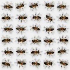 several bees are shown in rows on a white surface