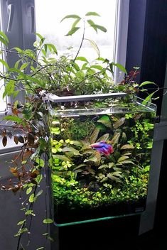 an aquarium filled with plants and water in front of a windowsill on instagram